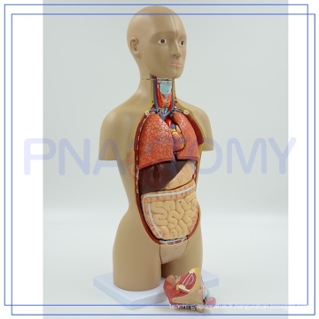 PNT-0322 haute qualité Anatomique corps humain images de pièces